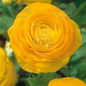 ranunculus yellow elbo08379