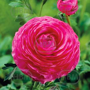 ranunculus pink visi06457