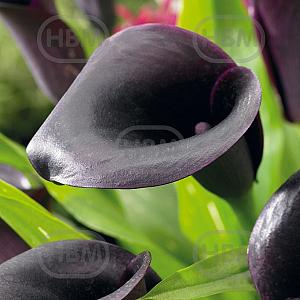 calla odessa