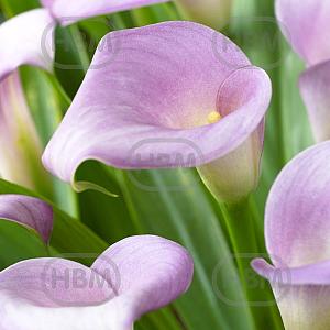 calla ruby light pink ice
