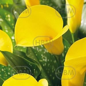 calla sunshine
