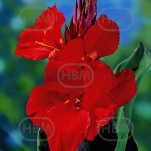 canna cherry red vis 203395