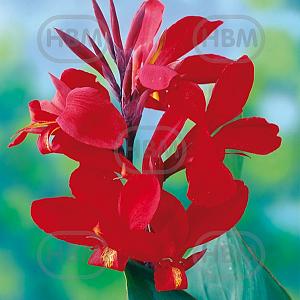 canna firebird