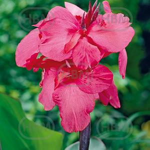 canna pink president