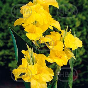 canna richard wallace