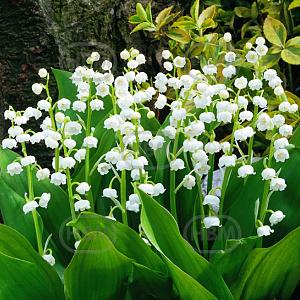 convallaria majalis wes hbm 36522