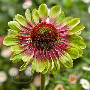 echinacea purpurea green twister visi184398