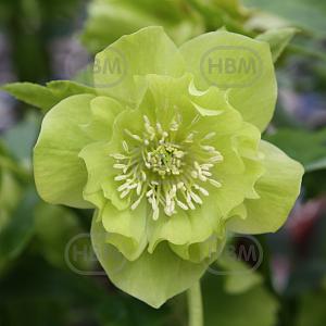 helleborus double ellen green 3