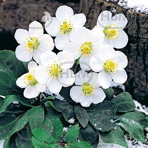 helleborus niger