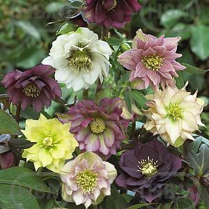 helleborus orientalis dubbelbloemig