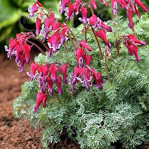 dicentra fire island visi68246