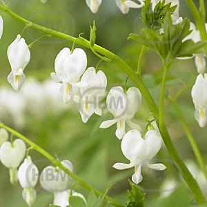 dicentra spectabilis alba visi146666