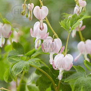 dicentra spectabilis cupid visi178082