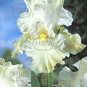 iris germanica white elbo16872