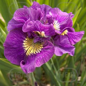 iris sibirica double standard