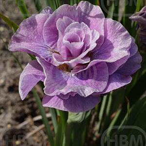 iris sibirica pink parfait