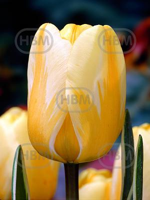 tulipa jaap groot