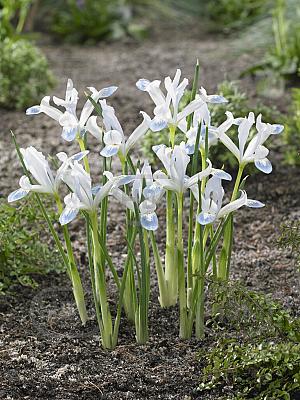 iris reticulata frozen planet visi145955