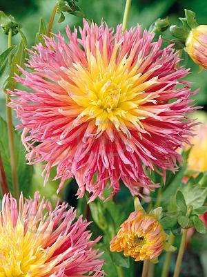 dahlia fringed star
