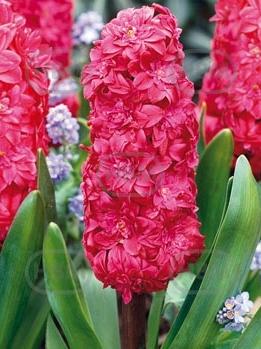 hyacinthus hollyhock