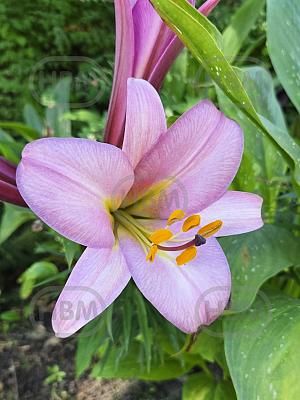 lilium pink planet eigen beeld