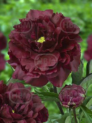 paeonia black beauty 02279