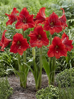 red tiger garden lz v