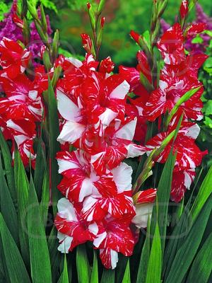 gladiolus helvetia wes 69764