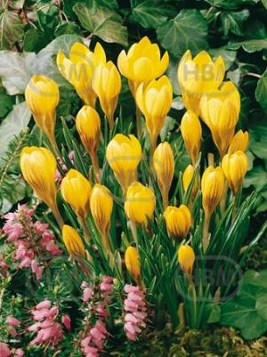 crocus doroty