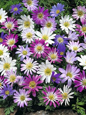 anemone blanda mixed elbo55727