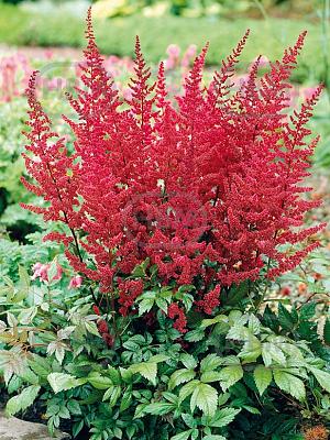 astilbe vesuvius