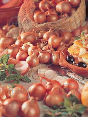 allium ascalonicum red sun elbo44229