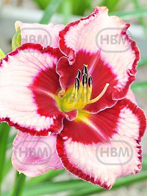 hemerocallis lies and lipstick