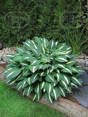 hosta risky business