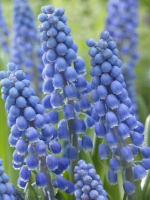 muscari big smile