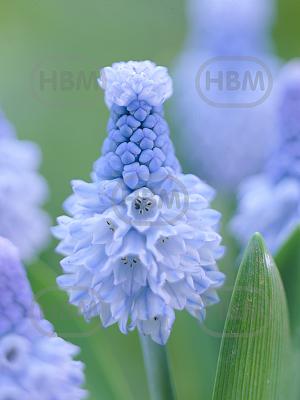 muscari azureum