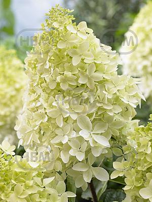 hydrangea paniculata phantom visi69877