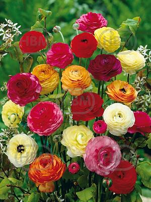 ranunculus mixed