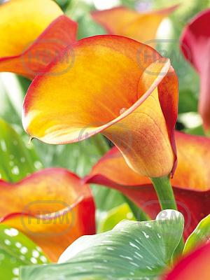 calla fire dancer