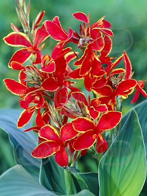 canna lucifer