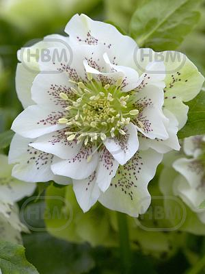 helleborus double ellen pink spotted visi33040