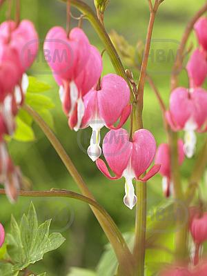 dicentra spectabiles visi147473