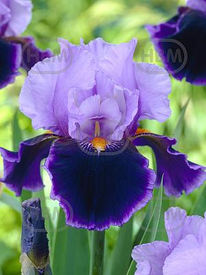 iris germanica purple lila visi23960