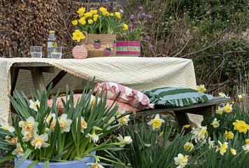 252659 tulipa  narcissus  hyacinthus  fritillaria mixed