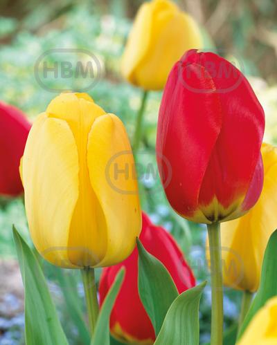 Tulipa mixed
