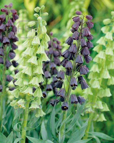 Fritillaria mixed