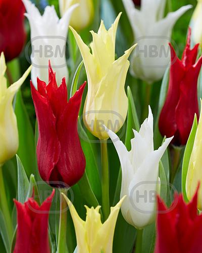Tulipa mixed