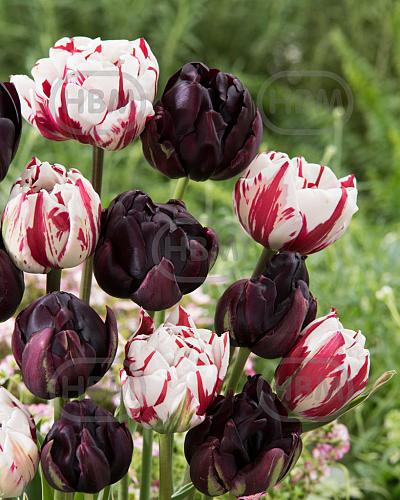 Tulipa mixed