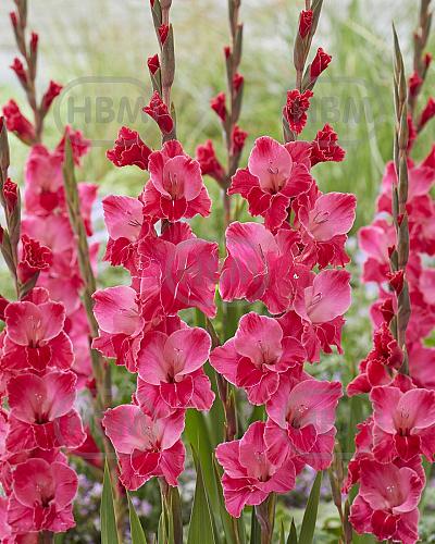 Fairytale Pink