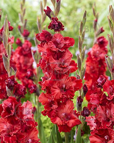 Velvet Raspberry